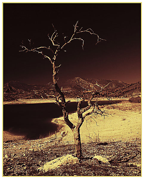 Lakeside Tree